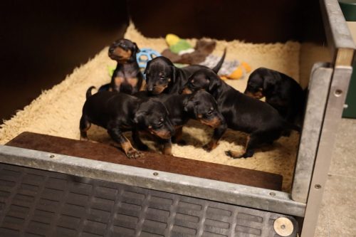 Loki x Nox_2026_3 weken013