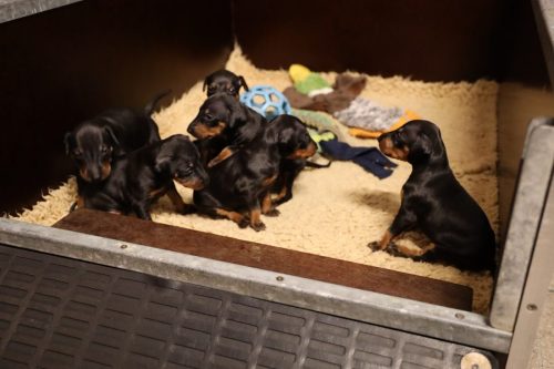 Loki x Nox_2026_3 weken014