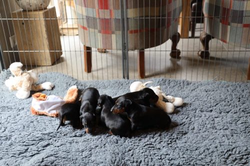 Loki x Nox_2026_3 weken015