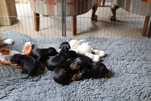 Loki x Nox_2026_3 weken016