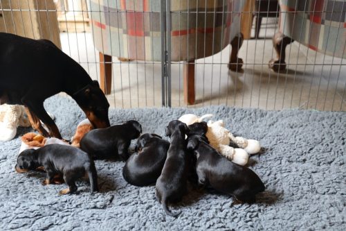 Loki x Nox_2026_3 weken017