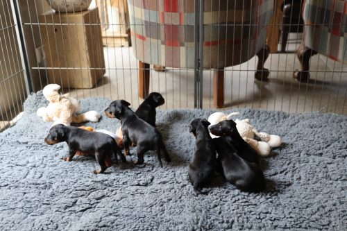 Loki x Nox_2026_3 weken018