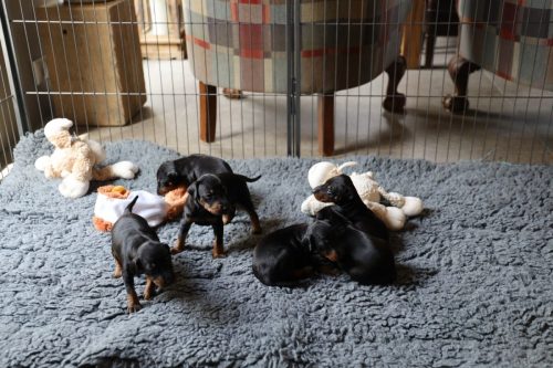 Loki x Nox_2026_3 weken019