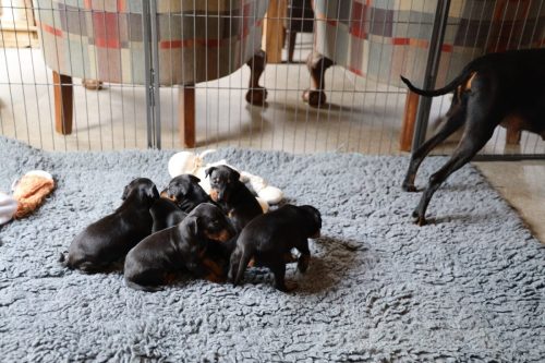 Loki x Nox_2026_3 weken020