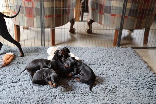 Loki x Nox_2026_3 weken021