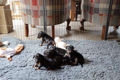 Loki x Nox_2026_3 weken022