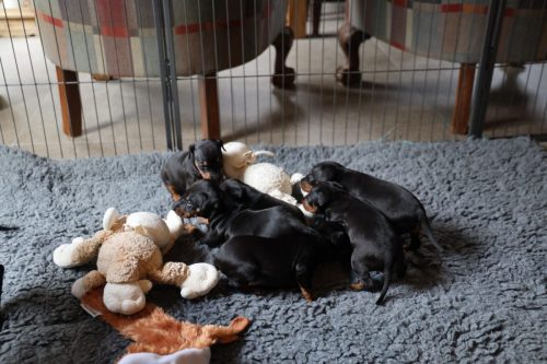 Loki x Nox_2026_3 weken023