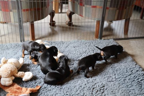 Loki x Nox_2026_3 weken024