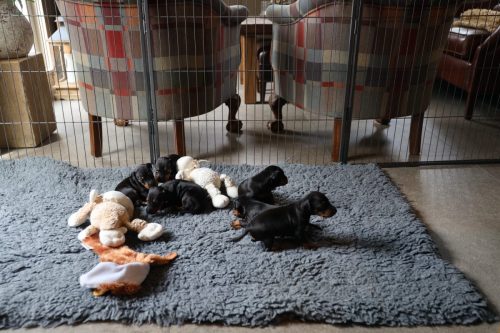 Loki x Nox_2026_3 weken026