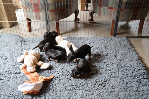 Loki x Nox_2026_3 weken027