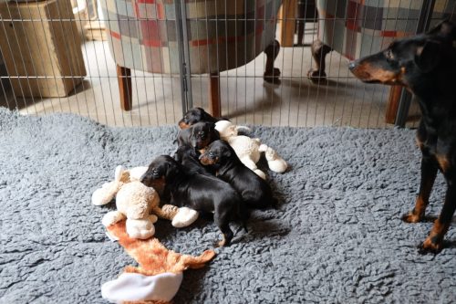 Loki x Nox_2026_3 weken028