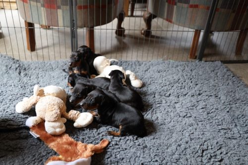 Loki x Nox_2026_3 weken029