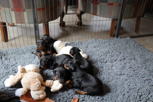 Loki x Nox_2026_3 weken030