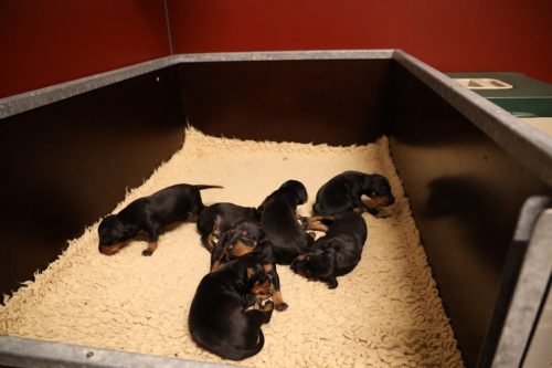 Sanne-x-Dominik-2026_2weken-001