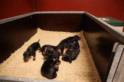 Sanne-x-Dominik-2026_2weken-002