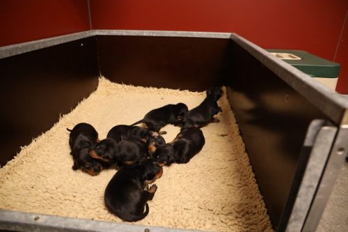 Sanne-x-Dominik-2026_2weken-003