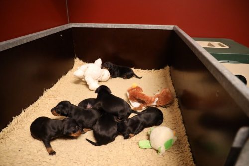 Sanne-x-Dominik-2026_2weken-004