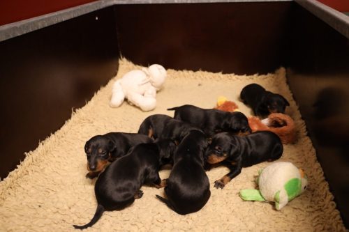 Sanne-x-Dominik-2026_2weken-005