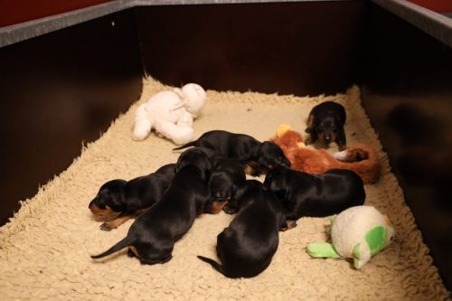 Sanne-x-Dominik-2026_2weken-006