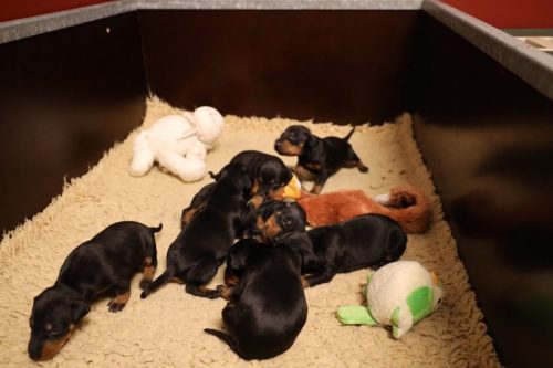 Sanne-x-Dominik-2026_2weken-007