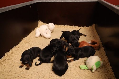 Sanne-x-Dominik-2026_2weken-008