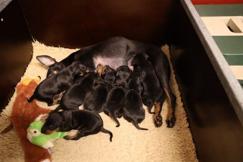 Sanne-x-Dominik-2026_2weken-018