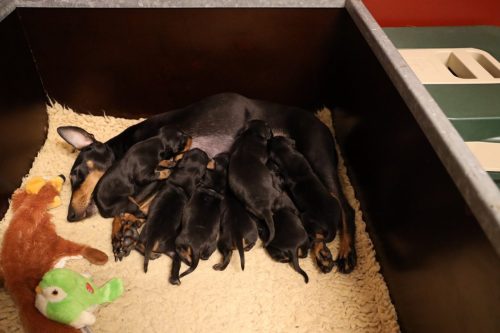 Sanne-x-Dominik-2026_2weken-023