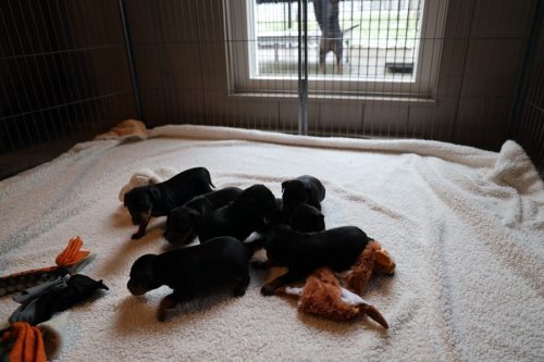 Sanne x Dominik 2026_3 weken