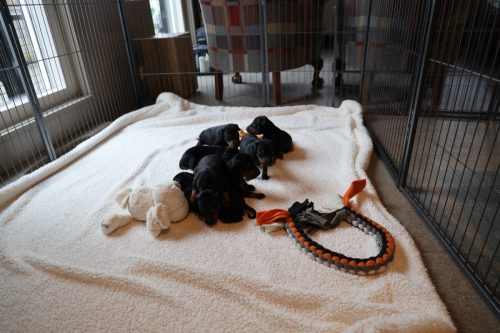 Sanne x Dominik 2026_3 weken002