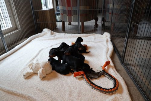 Sanne x Dominik 2026_3 weken003