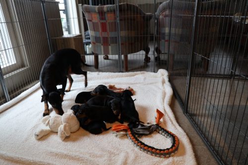 Sanne x Dominik 2026_3 weken004