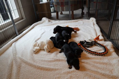 Sanne x Dominik 2026_3 weken005