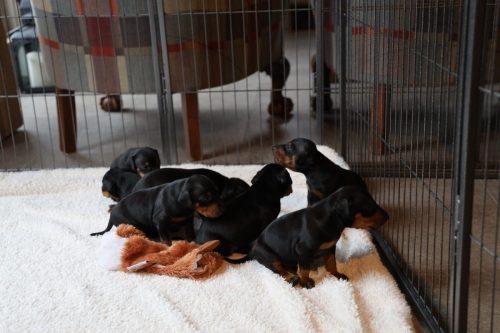 Sanne x Dominik 2026_3 weken014