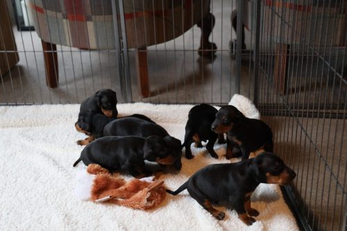 Sanne x Dominik 2026_3 weken015