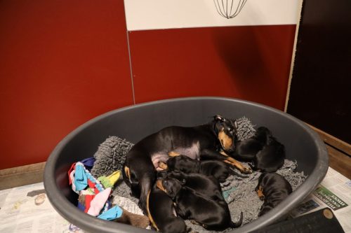 Sanne x Dominik 2026_3 weken018