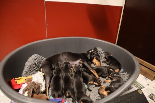 Sanne x Dominik 2026_3 weken021