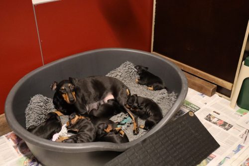 Sanne x Dominik 2026_3 weken025