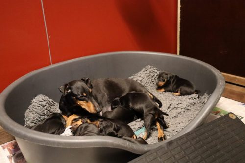 Sanne x Dominik 2026_3 weken027