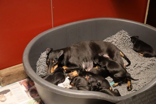 Sanne x Dominik 2026_3 weken028