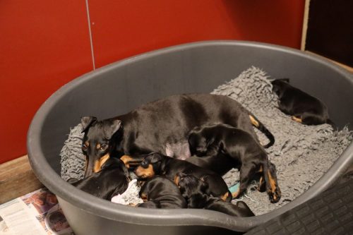 Sanne x Dominik 2026_3 weken029