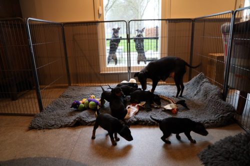 Sanne x Dominik 2026_4 weken