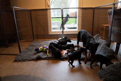 Sanne x Dominik 2026_4 weken002