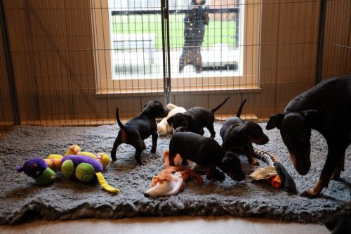 Sanne x Dominik 2026_4 weken003