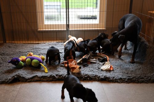 Sanne x Dominik 2026_4 weken004