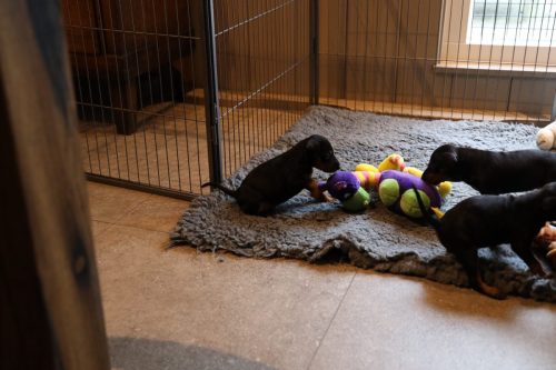 Sanne x Dominik 2026_4 weken005