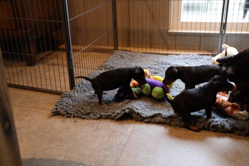 Sanne x Dominik 2026_4 weken006