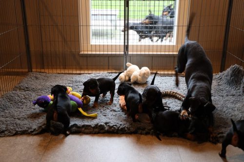 Sanne x Dominik 2026_4 weken007