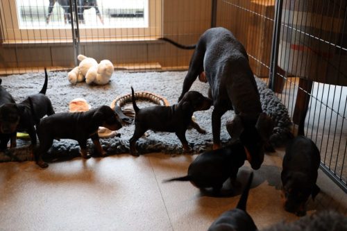 Sanne x Dominik 2026_4 weken008