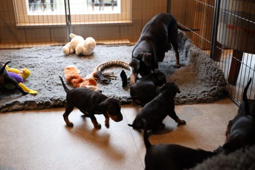 Sanne x Dominik 2026_4 weken009