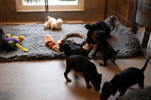 Sanne x Dominik 2026_4 weken010